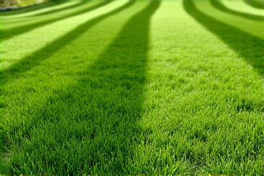 Lush, green lawn with a perfectly mowed striped pattern